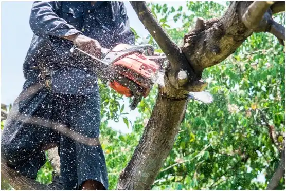 tree services Williamston